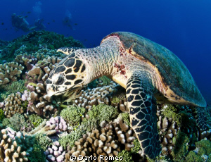 Seaturtle resting on the reef by Dario Romeo 